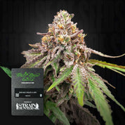 Cannabisknospe mit weißen Trichomen und orangen Haaren, unten links Green House Seeds Packung für Blue Haze x Gelato 41 Auto