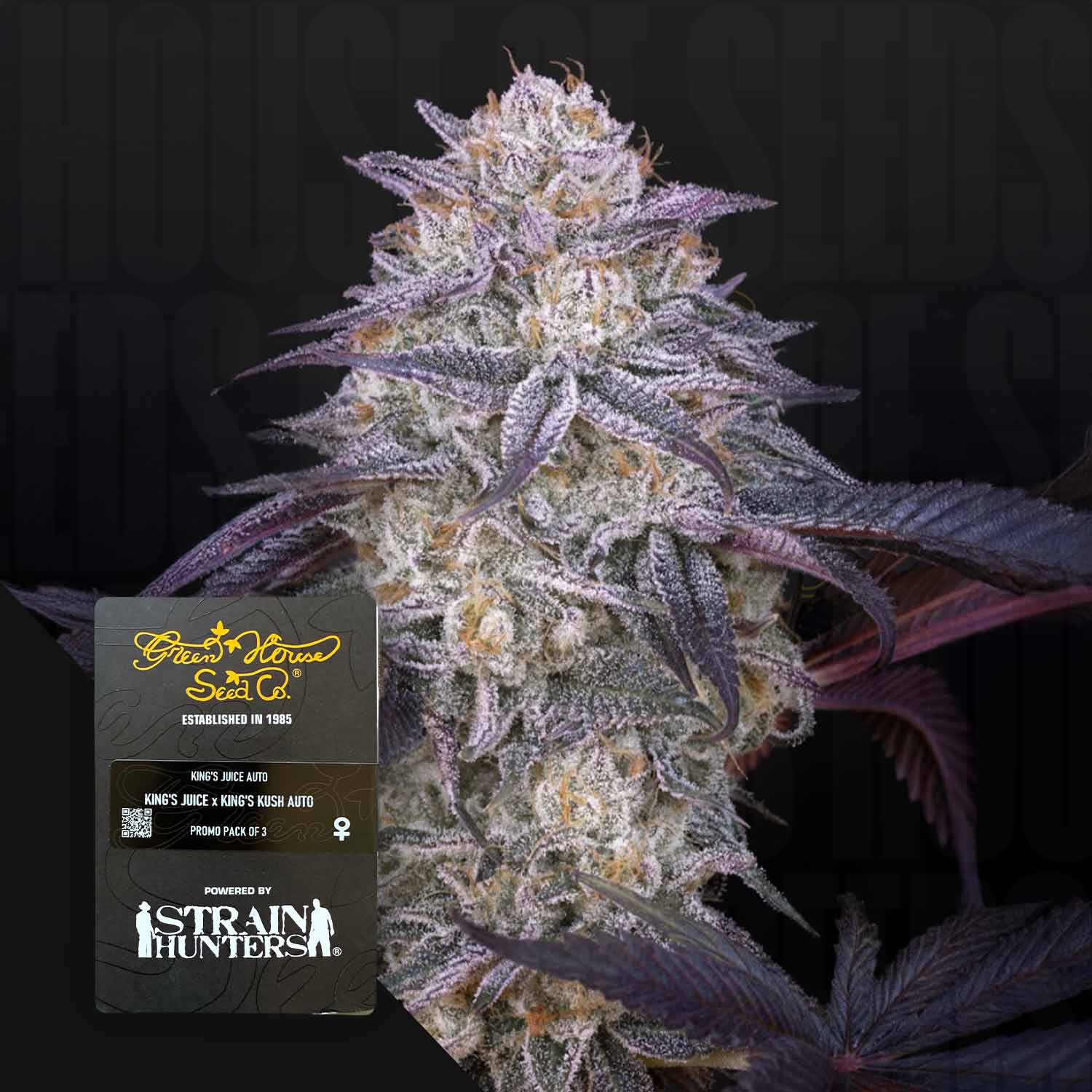 Nahaufnahme einer frostigen King's Juice Cannabisknospe mit lila Blättern und einem Green House Seeds-Paket in der Ecke.