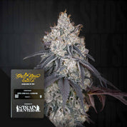 Eine Nahaufnahme einer frostigen Lemon Orange Knospe von Green House Seeds, mit grünen und lila Blättern und einem Produktetikett.