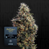 Sweet Mango Auto