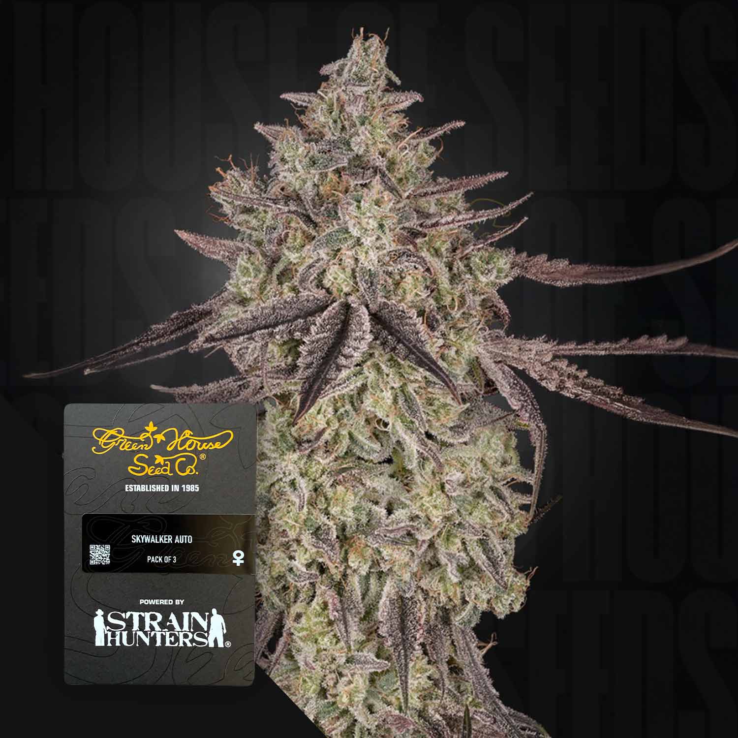 Nahaufnahme einer frostigen Knospe der Sky Walker Auto mit lila Blättern; links unten der Schriftzug Green House Seeds.