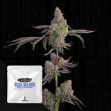 Blue Beluga