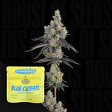 Blue Chiesel