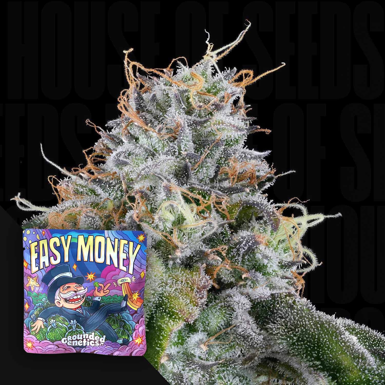 Frostige Cannabis Knospe mit orangefarbenen Haaren vor buntem Easy Money Samenpaket von Grounded Genetics