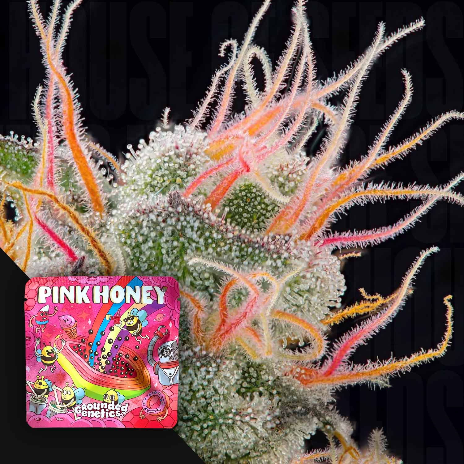Nahaufnahme einer Pink Honey Cannabis Knospe mit frostigen Trichomen und pink-orangen Haaren, mit Grounded Genetics Verpackung