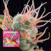 Nahaufnahme einer Pink Honey Cannabis Knospe mit frostigen Trichomen und pink-orangen Haaren, mit Grounded Genetics Verpackung