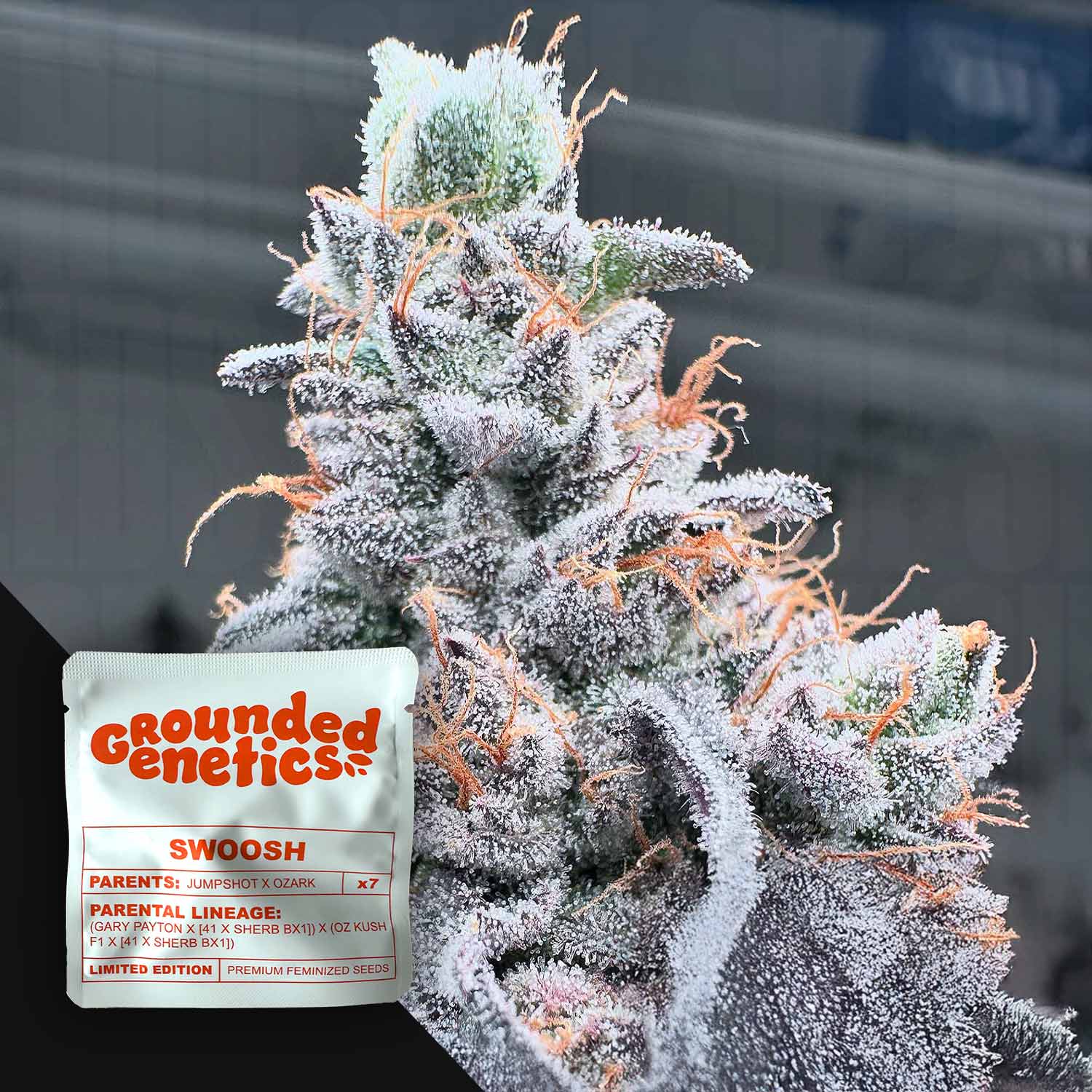 Frostige Swoosh Cannabisknospe von Grounded Genetics mit weißen Trichomen und orangefarbenen Haaren, daneben Verpackung