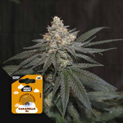 Nahaufnahme einer Cannabispflanze mit frostgrünen Knospen, daneben Holy Hemp Caramello XL Auto Samenpackung