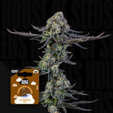 Cookies XL