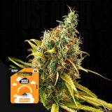 Orange Sherbet