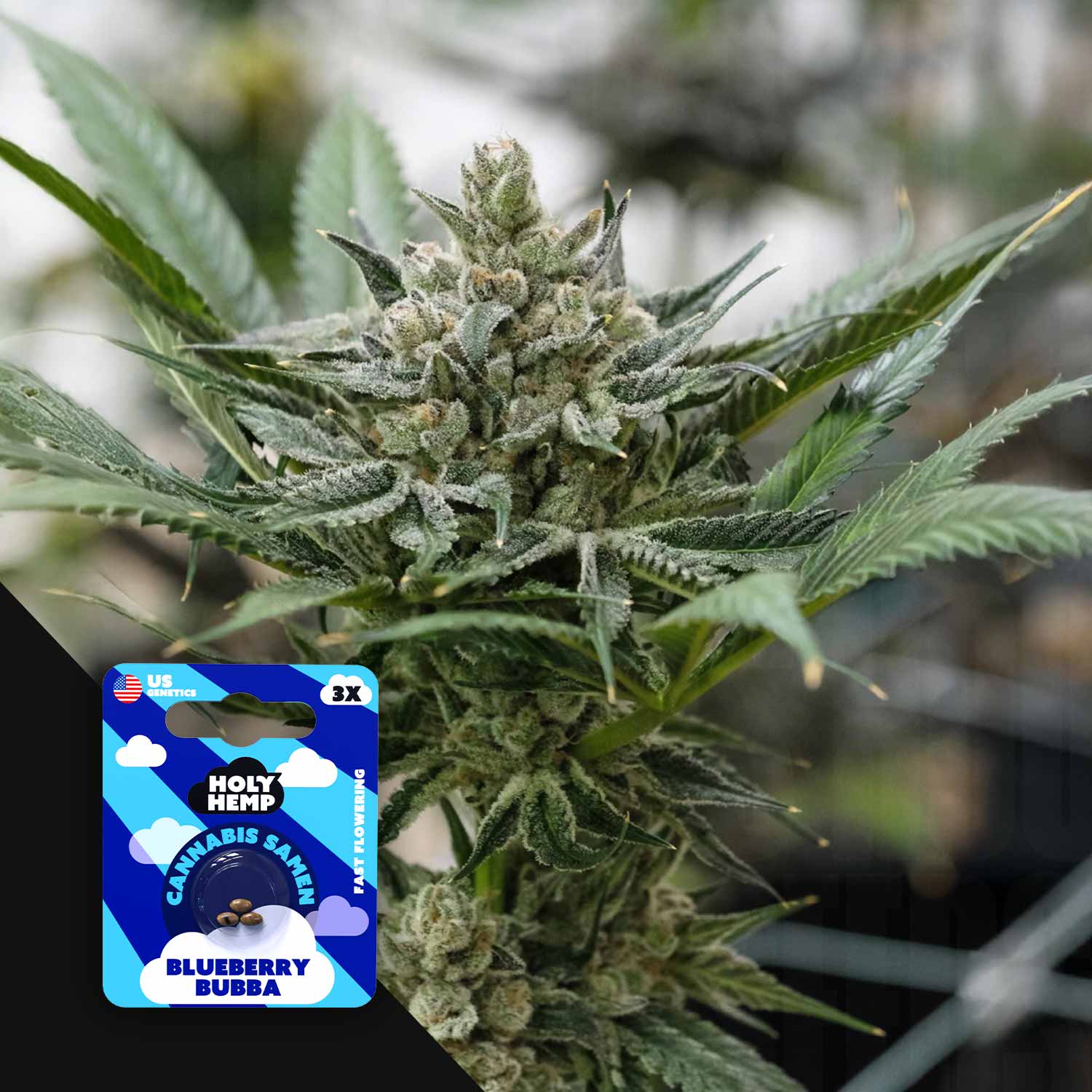 Nahaufnahme einer blühenden Pflanze mit frostigen Knospen, Ecke zeigt Holy Hemp Blueberry Bubba Etikett