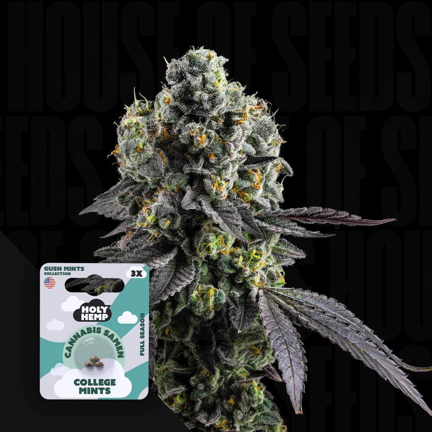 Dichte Holy Hemp College Mints Knospe mit frostigen Trichomen, lila Blätter, und ein College Mints Samen Packung in der Nähe.