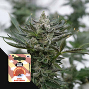 HH-US-GMO-3