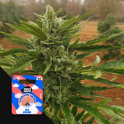 Nahaufnahme einer Outdoor-Cannabispflanze mit grünen Knospen, Ecke zeigt farbenfrohe Holy Hemp OG Kush Auto Verpackung