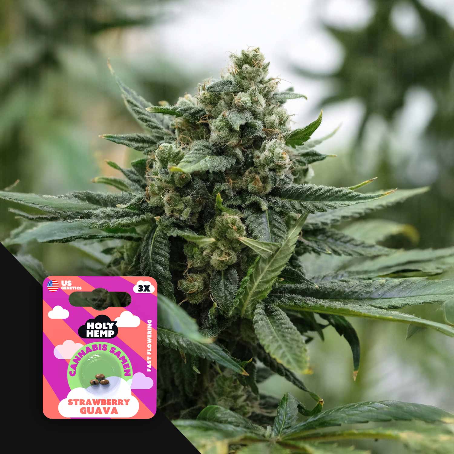 Nahaufnahme einer üppigen Cannabispflanze, Ecke zeigt bunte Holy Hemp Strawberry Guava Verpackung