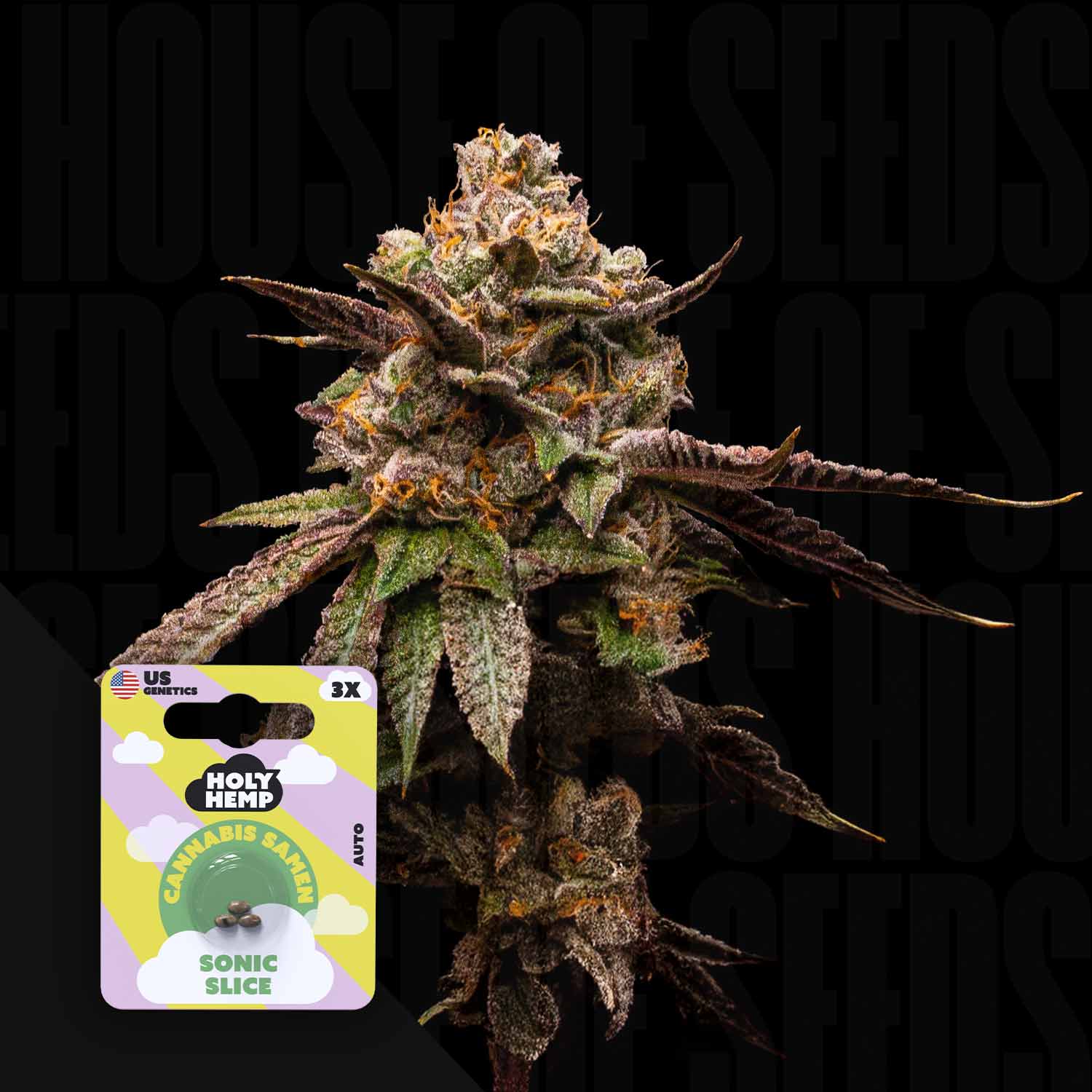 Eine frostige Cannabis-Knospe mit lila Farbtönen sitzt neben einem Holy Hemp Sonic Slice-Samenpaket.