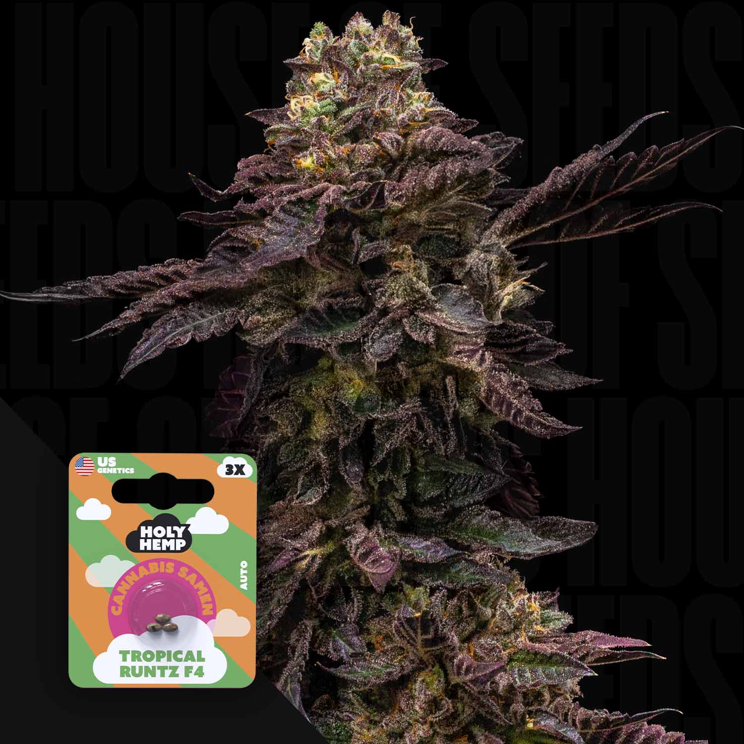 Nahaufnahme einer lila gefärbten Cannabispflanze mit einem Holy Hemp Tropical Runtz F4 Auto-Samenpaket im Blick.