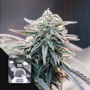 Eine frostige Cannabispflanze in Nahaufnahme mit einer Holy Hemp White Widow Sicherheitspackung in der unteren linken Ecke.