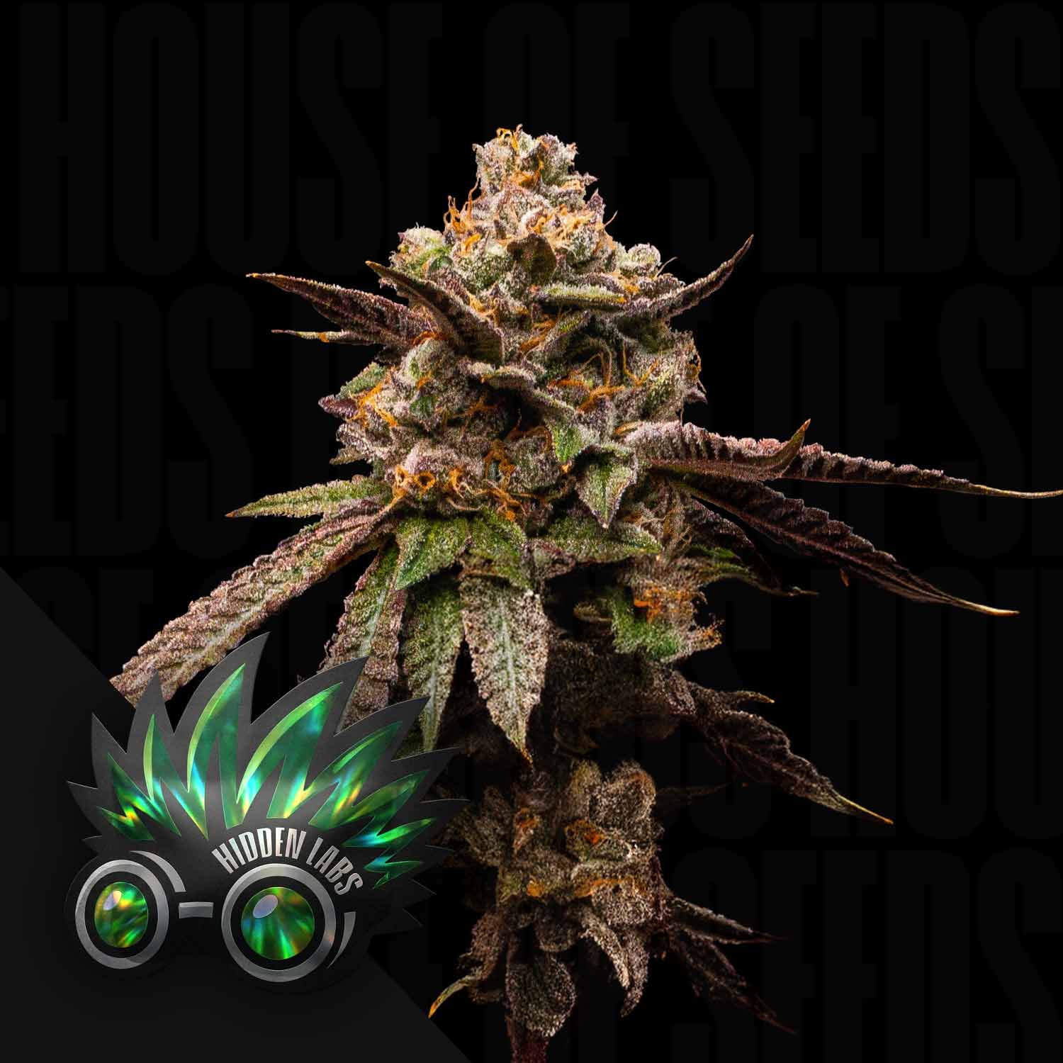 HL-SON-0