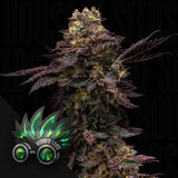 Tropical Runtz F4 Auto