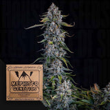 Forum Stomper Auto