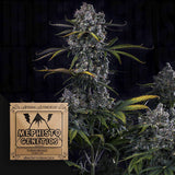 Hubbabubbahaze Auto