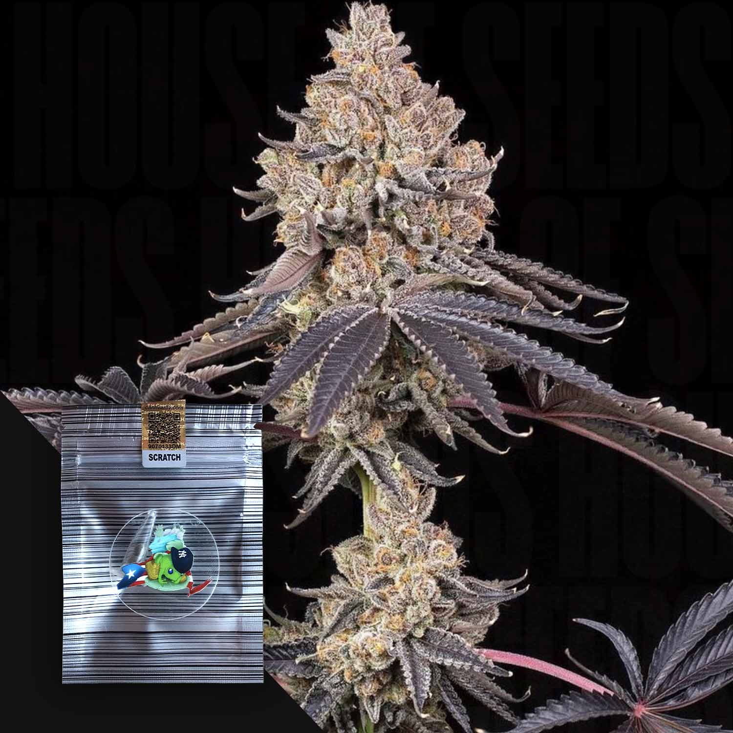 Nahaufnahme einer lilafarbenen ZkyscraperZ-Cannabispflanze von N.Y.Ceeds, neben einem gestreiften Paket mit einem bunten Aufkleber.
