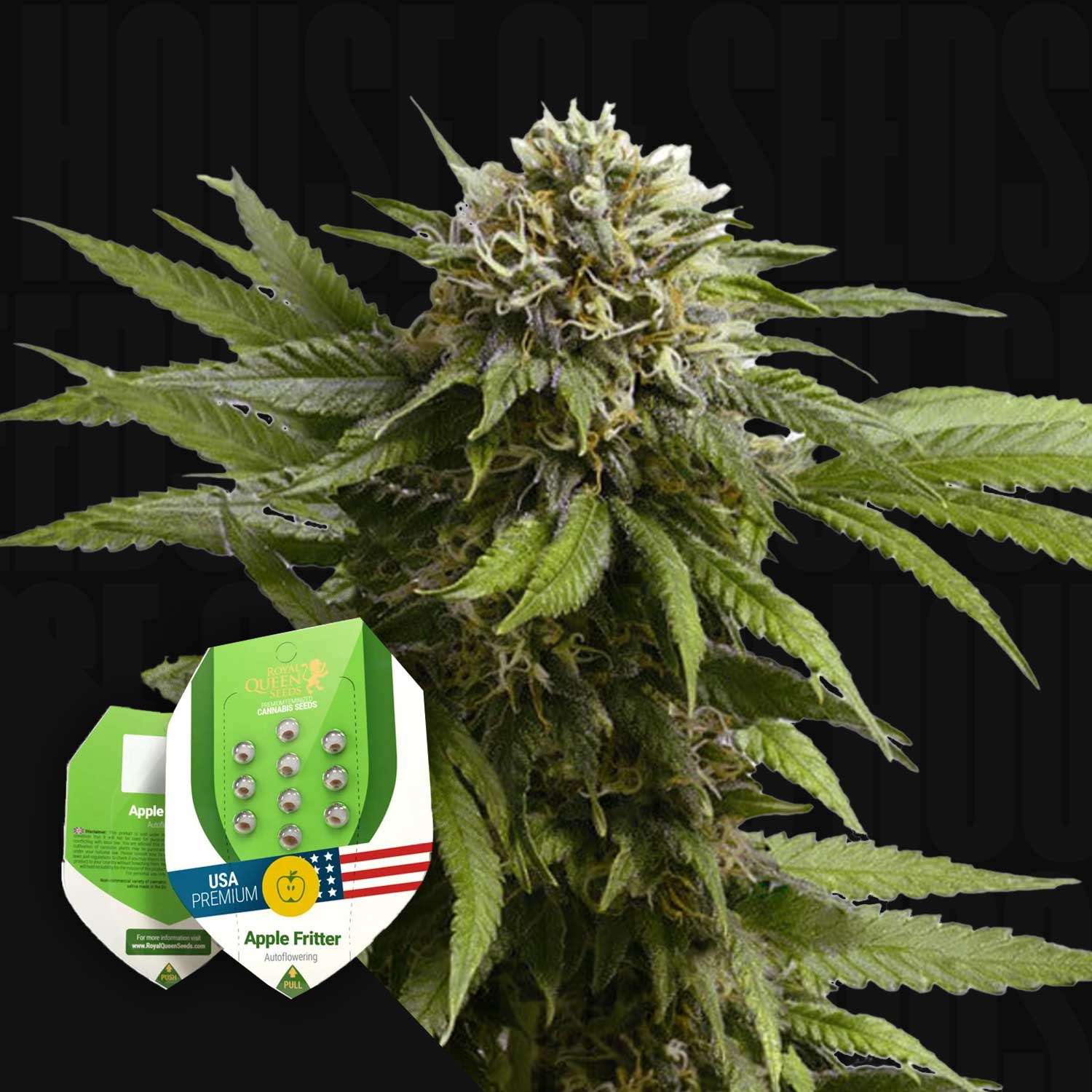 Blühende Cannabispflanze mit dichten Knospen und spitzen Blättern, Apple Fritter AUTO Samen von Royal Queen Seeds