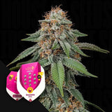 Amnesia Haze