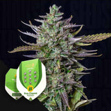 Blue Cheese Auto