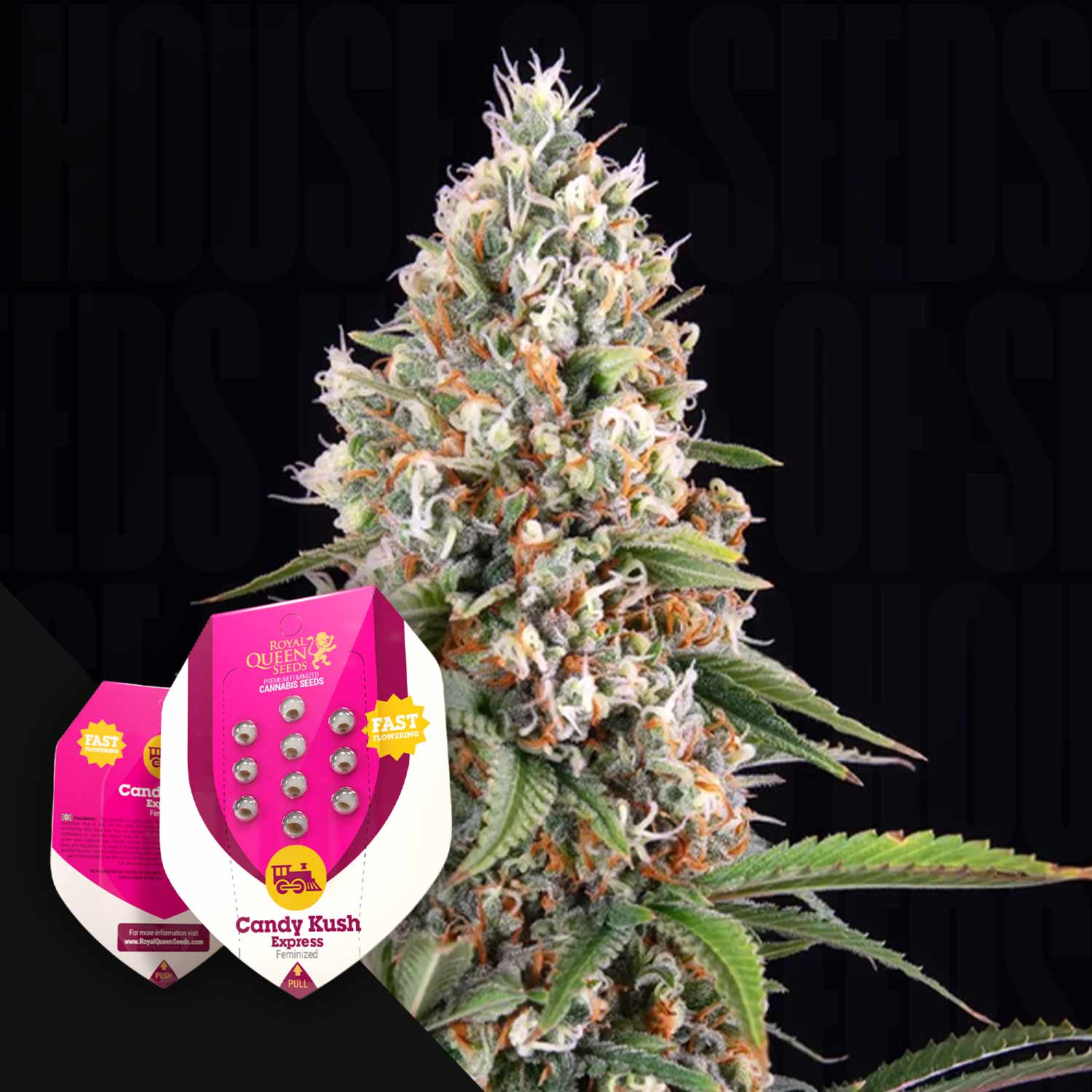 Nahaufnahme einer blühenden Cannabispflanze mit der Verpackung der Candy Kush Express (Fast Flowering) von Royal Queen Seeds im Vordergrund.