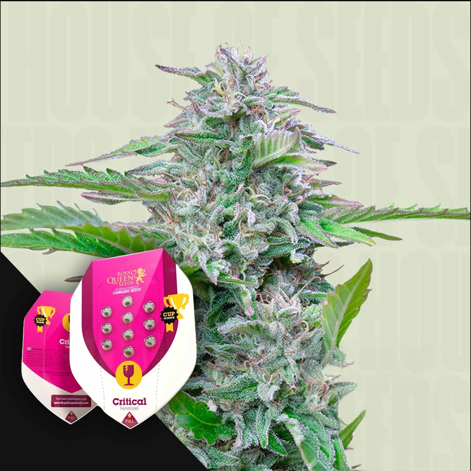 RQS-CR-0