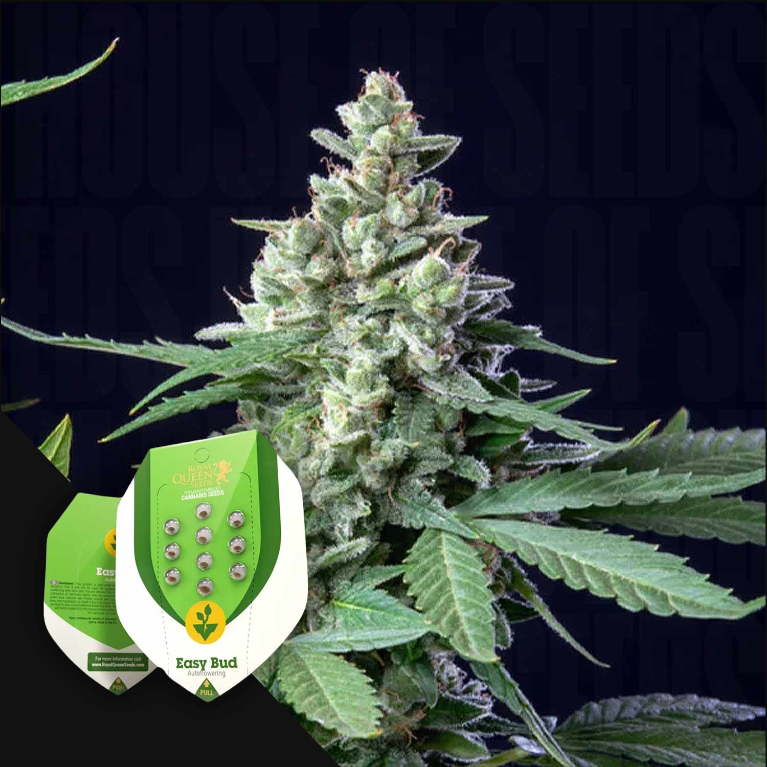 Nahaufnahme einer Cannabispflanze mit zwei Royal Queen Seeds Easy Bud Packs in der unteren linken Ecke.