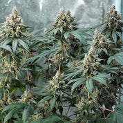 Fat Banana Pflanze von Royal Queen Seeds mit großen trichomreichen Knospen wächst indoor vor silbrigem Hintergrund