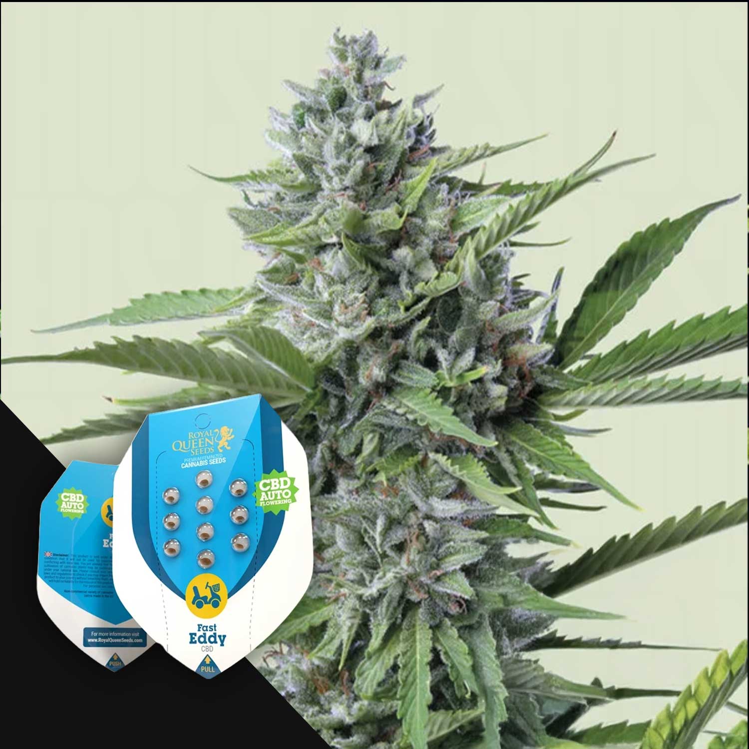 Nahaufnahme einer Cannabispflanze mit zwei Royal Queen Seeds Fast Eddy Automatic CBD-Samenpaketen im Vordergrund.