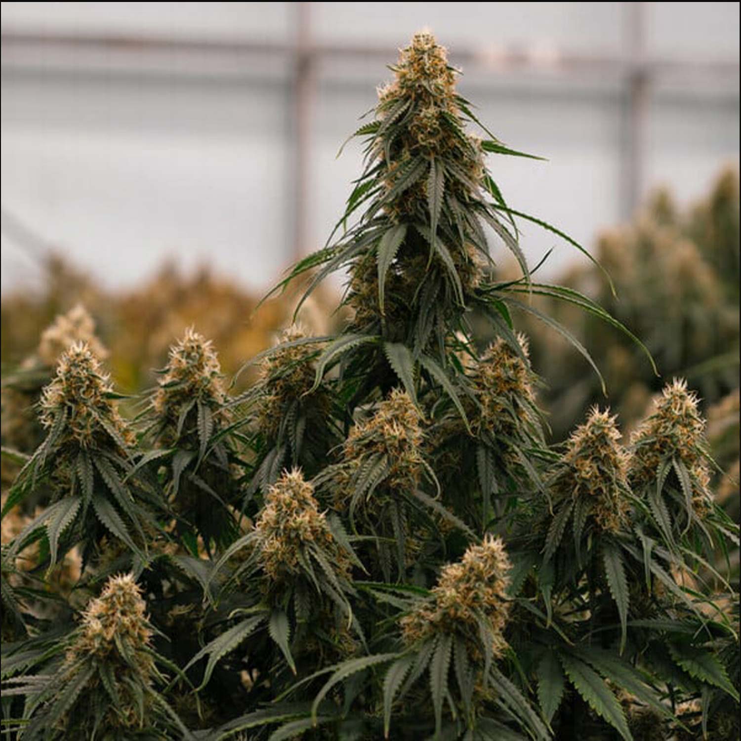 Nahaufnahme einer Gaia F1 Pflanze von Royal Queen Seeds mit dichten Knospen und weißen Haaren vor Gewächshaushintergrund