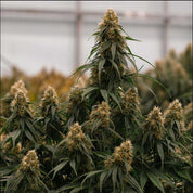 Nahaufnahme einer Gaia F1 Pflanze von Royal Queen Seeds mit dichten Knospen und weißen Haaren vor Gewächshaushintergrund