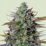 RQS-GL-0