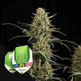 HulkBerry Auto