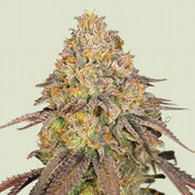 RQS-LOG-0