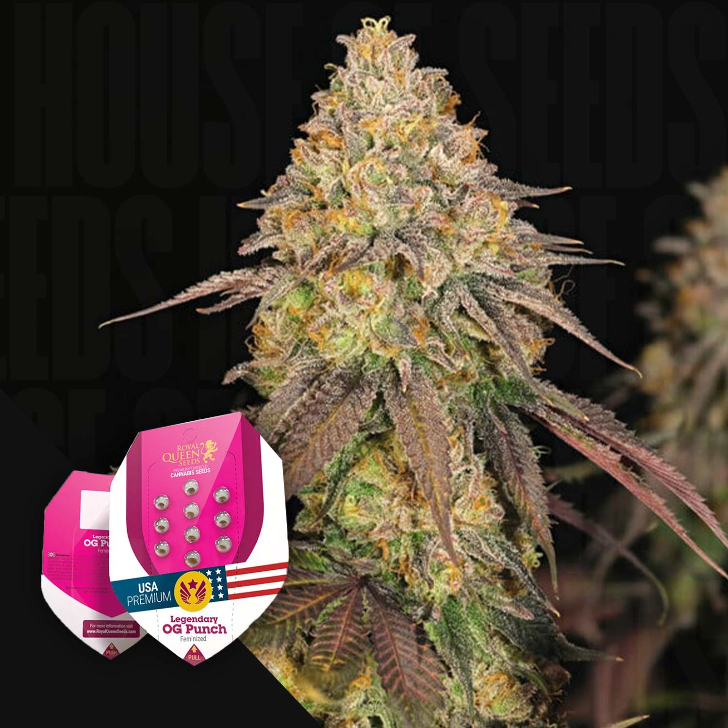 Nahaufnahme einer frostigen Cannabispflanze mit lila Blättern, Ecke zeigt zwei Legendary OG Punch Packungen von Royal Queen Seeds