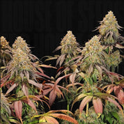 Legendary OG Punch Pflanze von Royal Queen Seeds mit bunten Blättern und trichomreichen Knospen vor dunklem Hintergrund