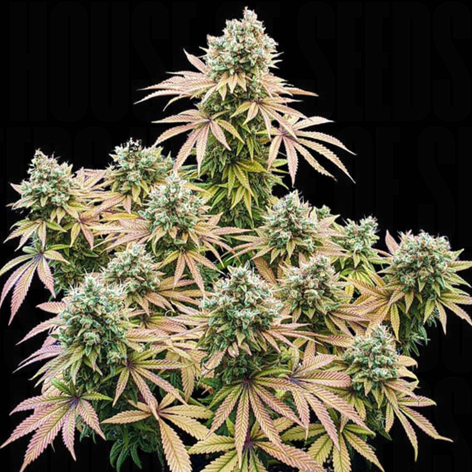 RQS-LSSH-0