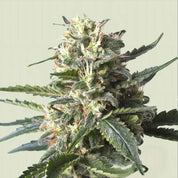 RQS-LSSH-0