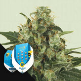 Medical Mass
