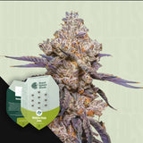 Mexican Rush Auto
