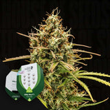 Milky Way F1 Auto