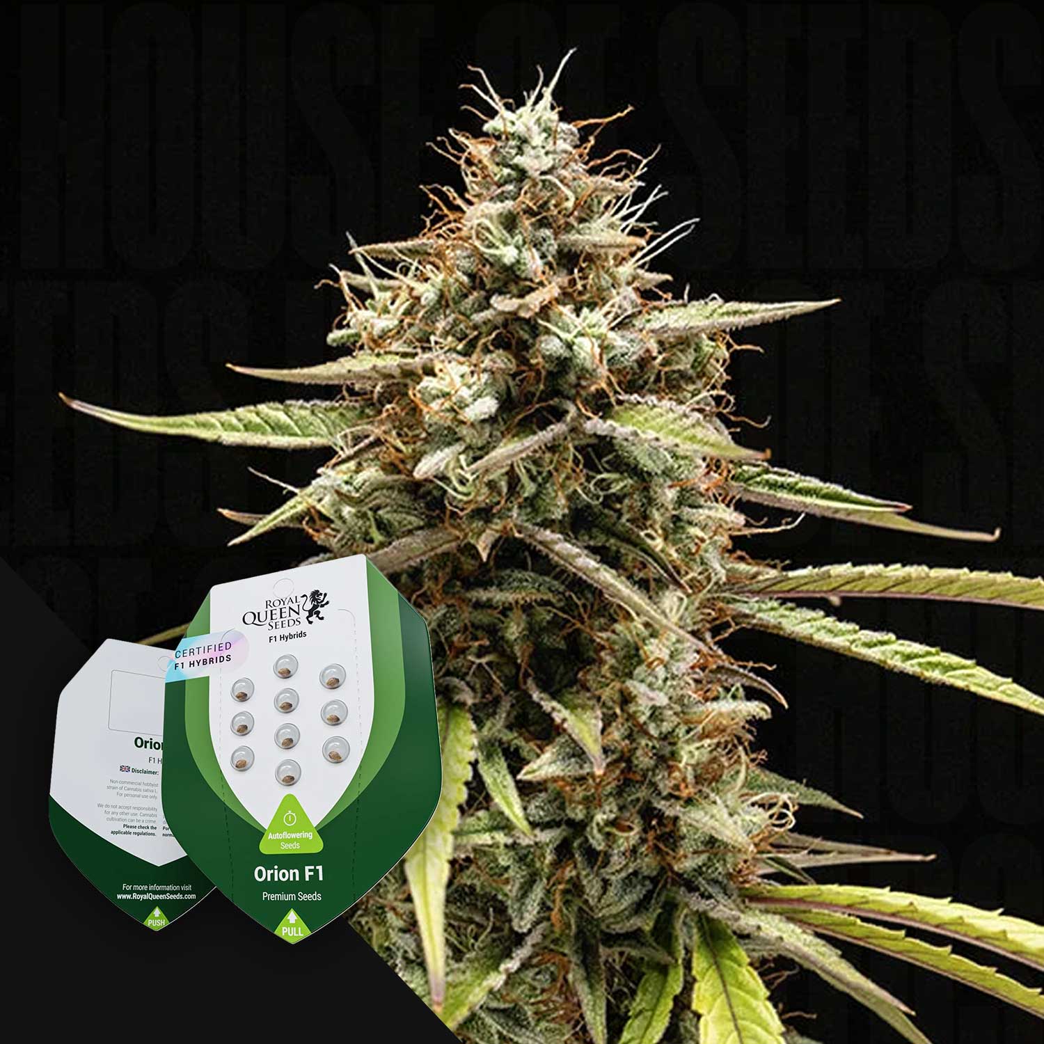 Eine Nahaufnahme einer Cannabispflanze mit der Royal Queen Seeds Orion F1 Samenverpackung in der unteren linken Ecke.