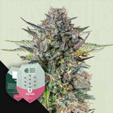 Pink Gorilla