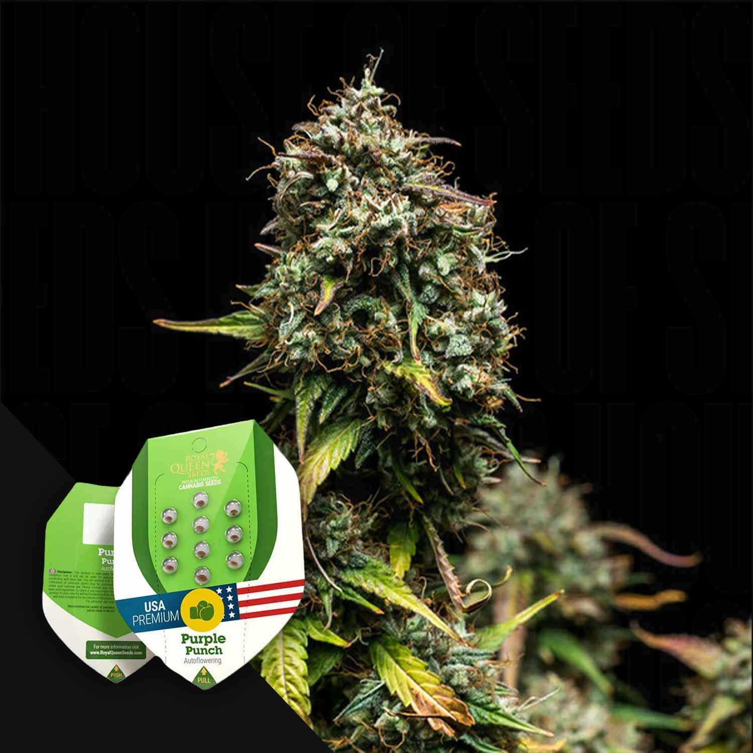 Nahaufnahme einer Cannabispflanze mit den Samenpaketen von Royal Queen Seeds' Purple Punch Auto im Vordergrund.